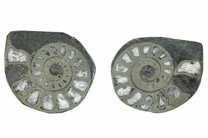 Pyritized Cut Ammonite Fossil Pair - Morocco #276599